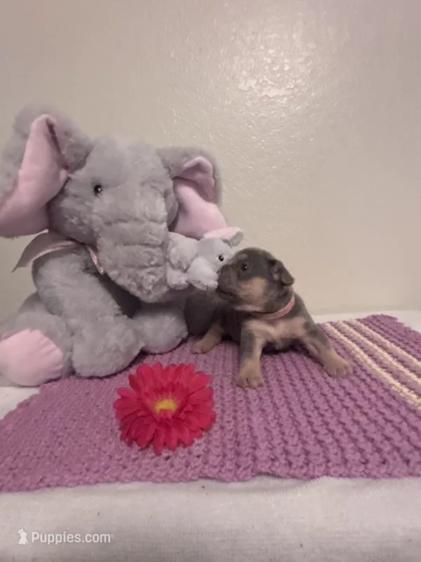 Chloe – French Bulldog puppy for sale in Sacramento, CA
