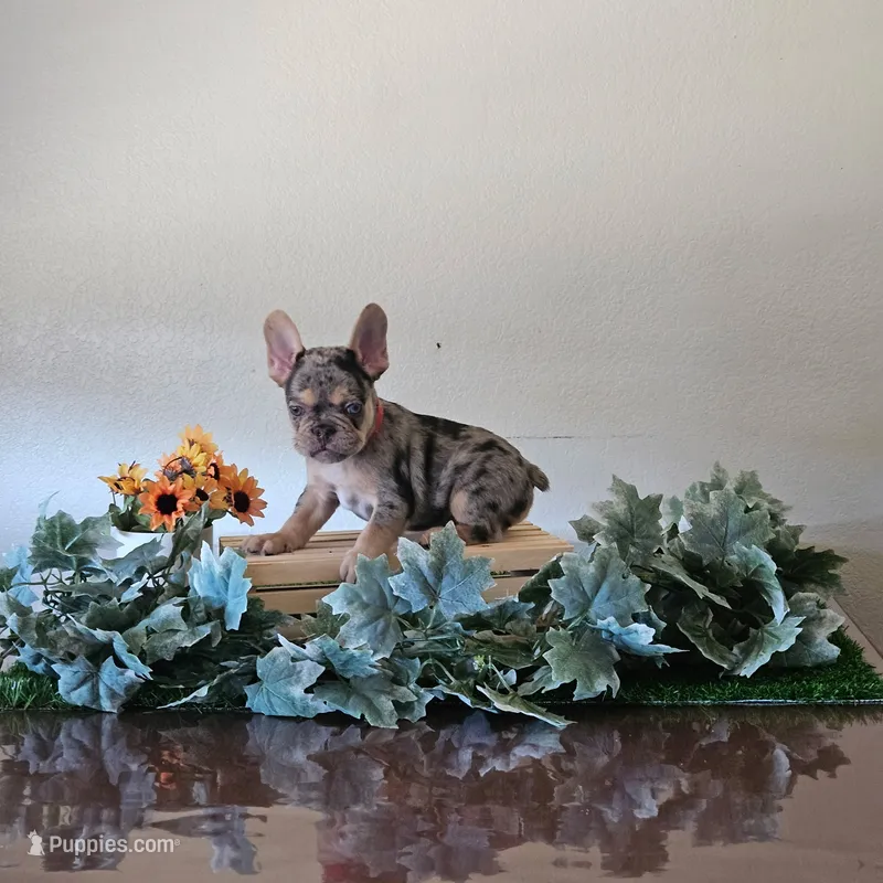 Smoky – French Bulldog puppy on hold in Sacramento, CA