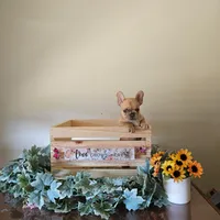 Bubba, a male French Bulldog for sale in Sacramento, CA – 2 of 4