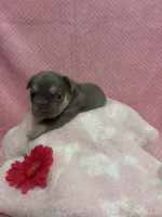 Chloe, a female French Bulldog for sale in Sacramento, CA – 2 of 5