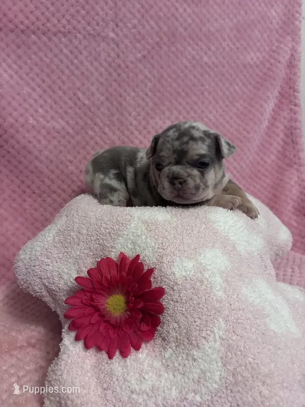 Skye – French Bulldog puppy for sale in Sacramento, CA