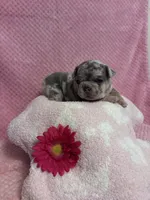 Skye, a female French Bulldog for sale in Sacramento, CA – 3 of 4