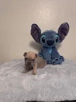 Teddy , a male French Bulldog for sale in Sacramento, CA – 3 of 7