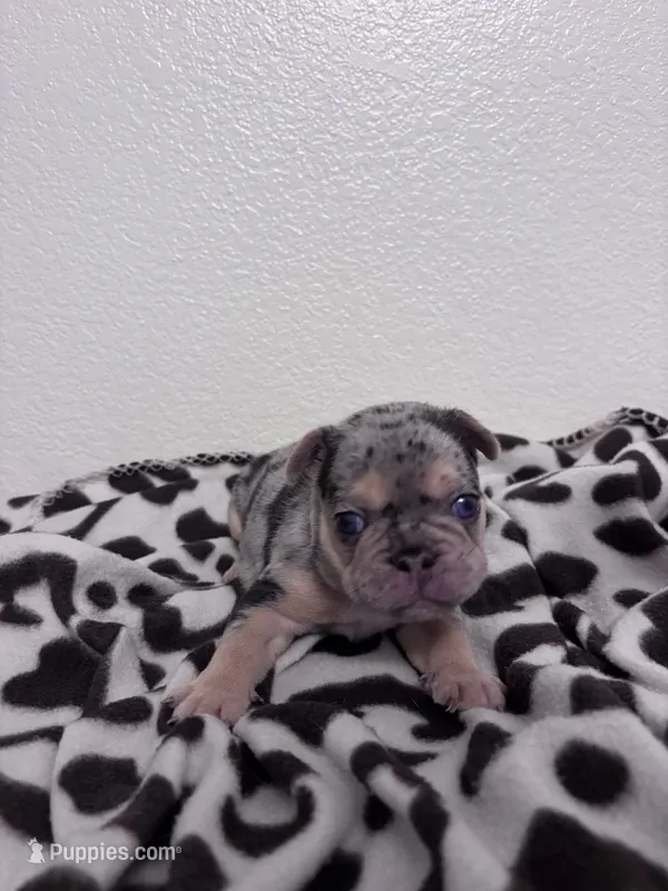 Smoky – French Bulldog puppy for sale in Sacramento, CA