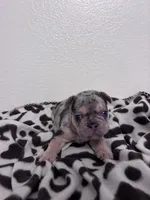 Smoky, a male French Bulldog for sale in Sacramento, CA – 3 of 9