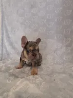 Smoky, a male French Bulldog for sale in Sacramento, CA – 8 of 9
