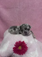 Skye, a female French Bulldog for sale in Sacramento, CA – 2 of 4