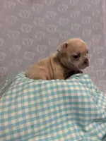 Skyler, a male French Bulldog for sale in Sacramento, CA – 2 of 5
