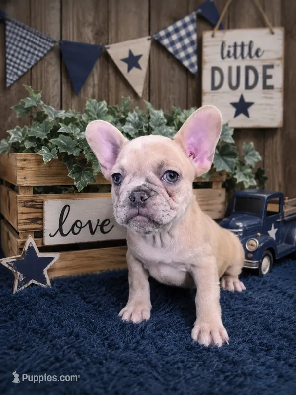 Skyer – French Bulldog puppy for sale in Sacramento, CA