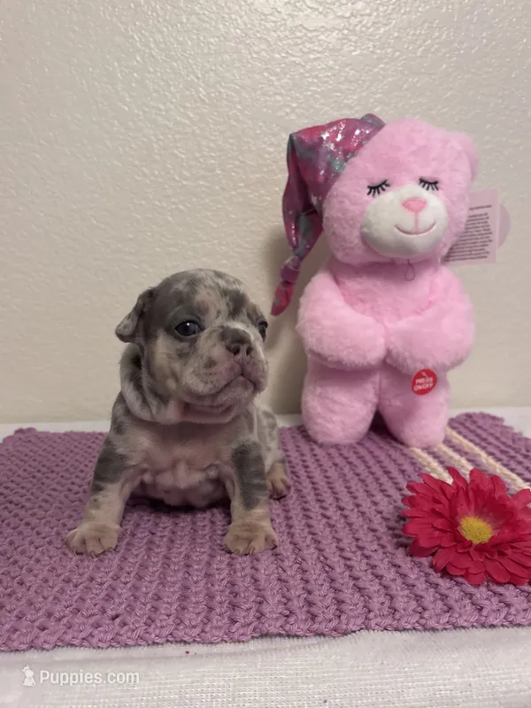 Skye – French Bulldog puppy for sale in Sacramento, CA