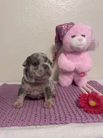 Skye, a female French Bulldog for sale in Sacramento, CA – 1 of 4