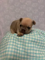 Teddy , a male French Bulldog for sale in Sacramento, CA – 2 of 7
