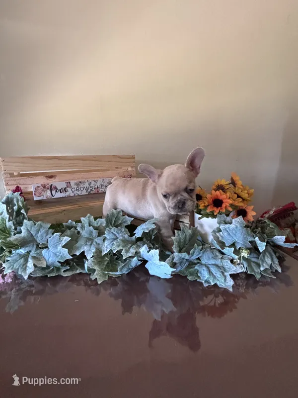 Skyler – French Bulldog puppy on hold in Sacramento, CA