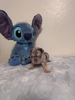 Smoky, a male French Bulldog for sale in Sacramento, CA – 1 of 9