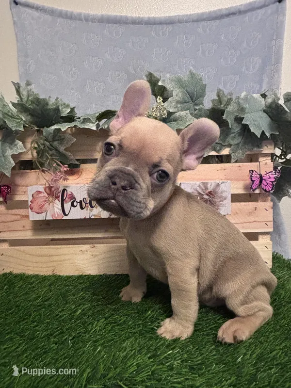 Teddy  – French Bulldog puppy for sale in Sacramento, CA