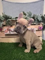 Teddy , a male French Bulldog for sale in Sacramento, CA – 1 of 4