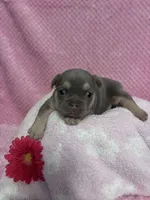 Chloe, a female French Bulldog for sale in Sacramento, CA – 4 of 5