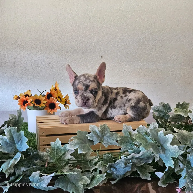 Skye – French Bulldog puppy on hold in Sacramento, CA