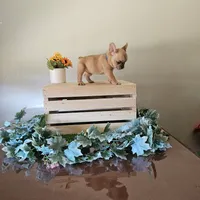 Bubba, a male French Bulldog for sale in Sacramento, CA – 3 of 4