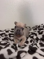 Teddy , a male French Bulldog for sale in Sacramento, CA – 5 of 7