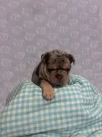 Smoky, a male French Bulldog for sale in Sacramento, CA – 5 of 9