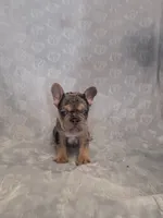 Smoky, a male French Bulldog for sale in Sacramento, CA – 7 of 9