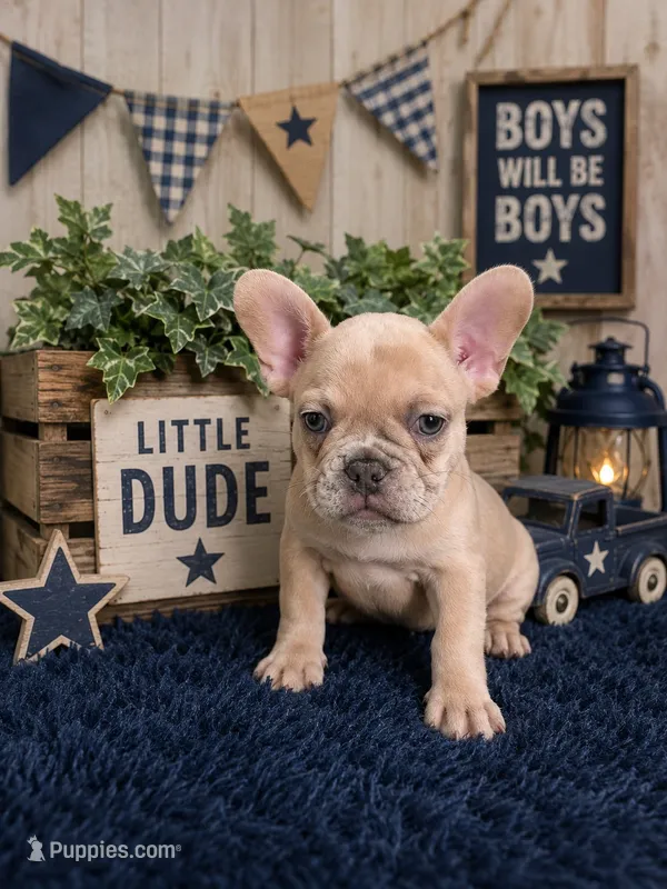 Skyler – French Bulldog puppy for sale in Sacramento, CA