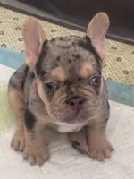 Smoky, a male French Bulldog for sale in Sacramento, CA – 9 of 9