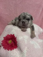 Skye, a female French Bulldog for sale in Sacramento, CA – 4 of 4