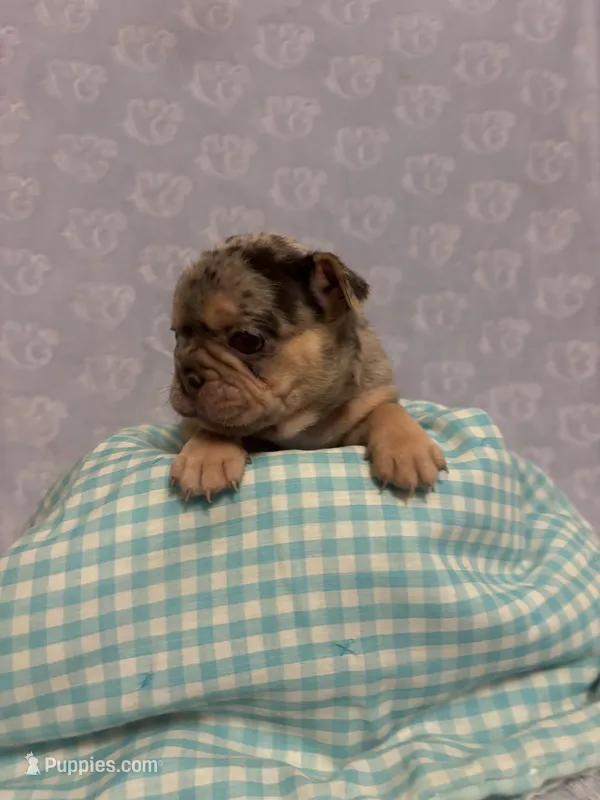 Smoky – French Bulldog puppy for sale in Sacramento, CA
