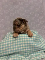 Smoky, a male French Bulldog for sale in Sacramento, CA – 2 of 9
