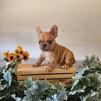 Bubba, a male French Bulldog for sale in Sacramento, CA – 4 of 4