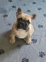 Milo, a male French Bulldog for sale in Frederick, MD – Photo 3 of 3