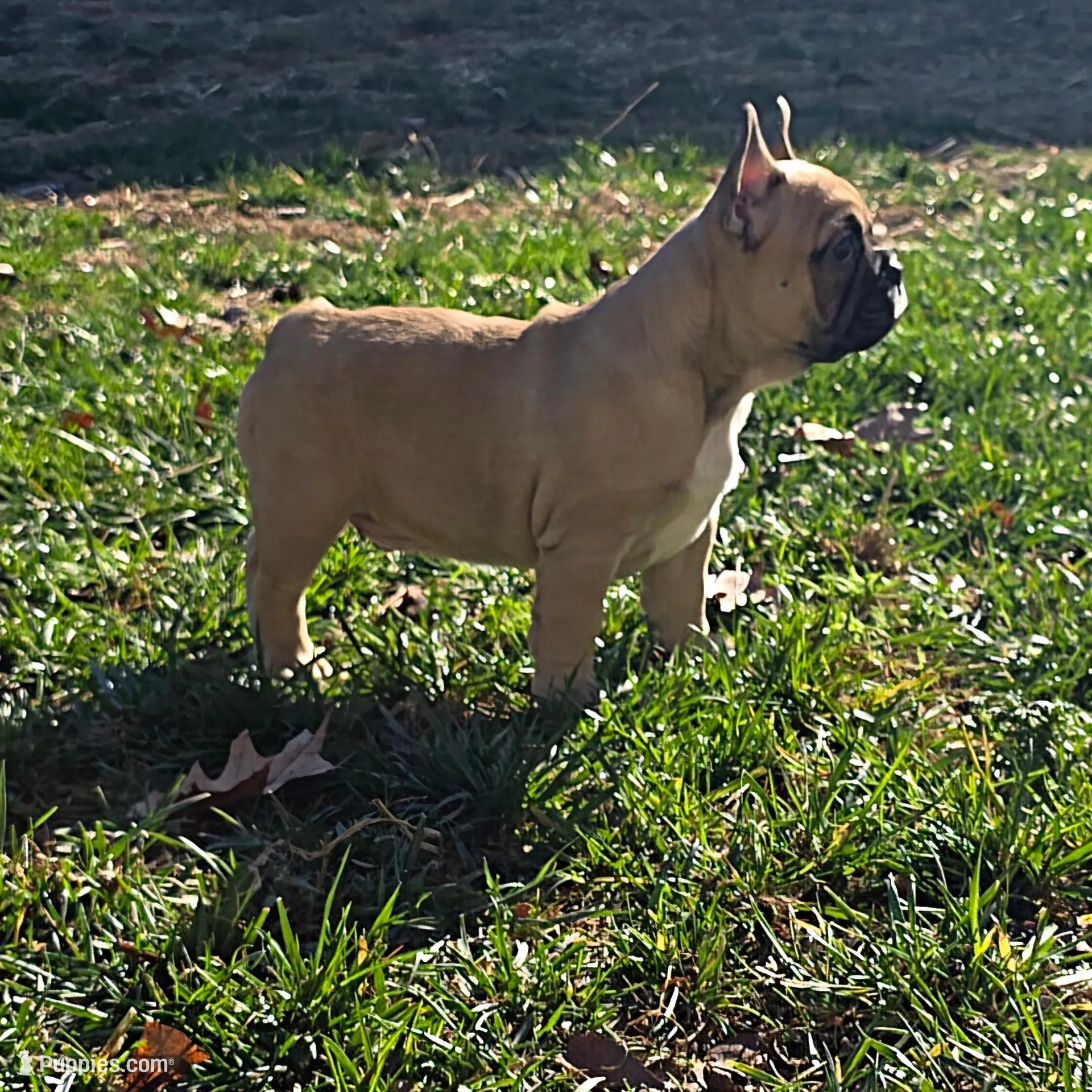 Milo, a male French Bulldog for sale in Frederick, MD – Photo 2 of 3