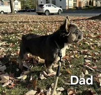 Bentley, a male French Bulldog for sale in Frederick, MD – Photo 8 of 8