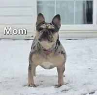 Bentley, a male French Bulldog for sale in Frederick, MD – Photo 6 of 8