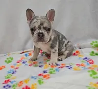 Bentley, a male French Bulldog for sale in Frederick, MD – Photo 5 of 8