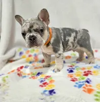 Bentley, a male French Bulldog for sale in Frederick, MD – Photo 4 of 8