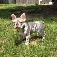 Bentley, a male French Bulldog for sale in Frederick, MD – Photo 1 of 8