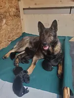 Odin, a male German Shepherd Dog for sale in Hinckley, OH – 8 of 10