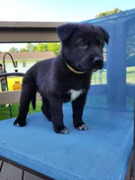 Luna, a female German Shepherd Dog for sale in Hinckley, OH – 2 of 5