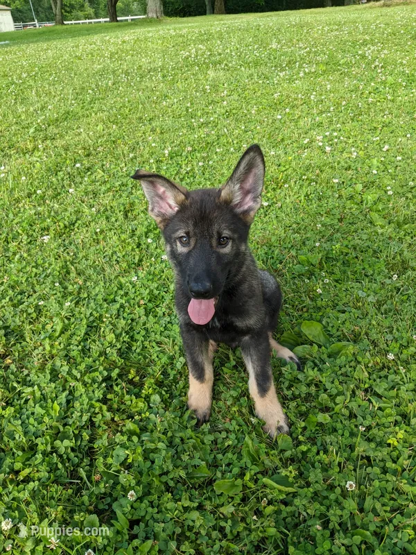 Odin – German Shepherd Dog puppy for sale in Hinckley, OH