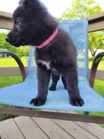 Freya, a female German Shepherd Dog for sale in Hinckley, OH – 3 of 7
