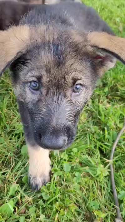 Odin, a male German Shepherd Dog for sale in Hinckley, OH – 10 of 10