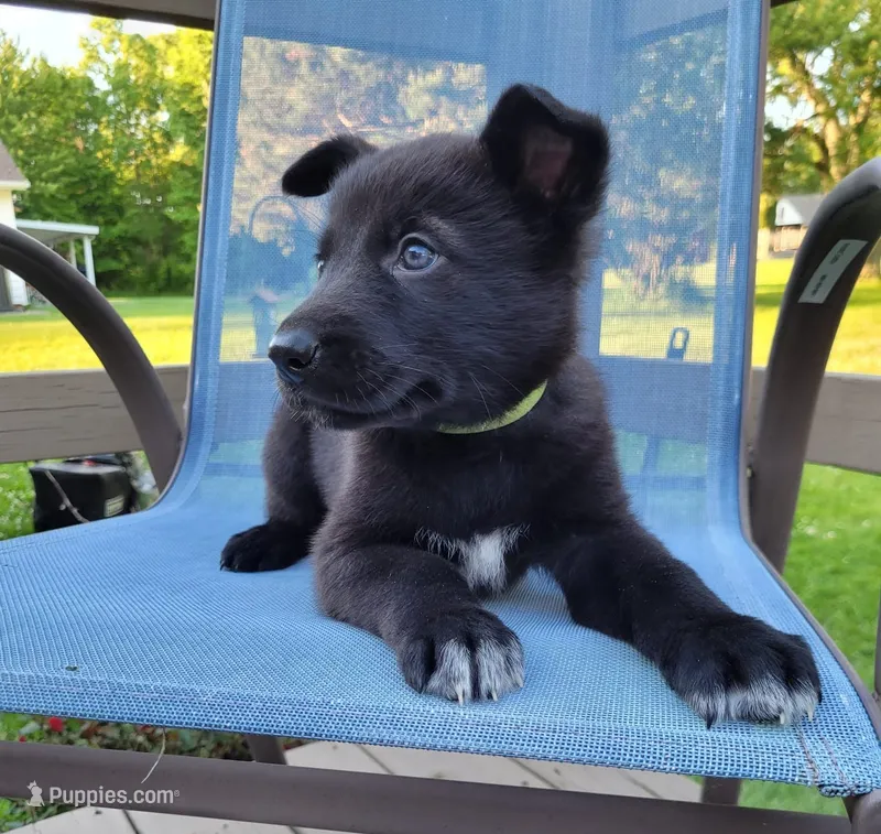 Loki – German Shepherd Dog puppy for sale in Hinckley, OH