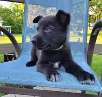 Loki, a male German Shepherd Dog for sale in Hinckley, OH – 1 of 7