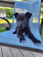 Loki, a male German Shepherd Dog for sale in Hinckley, OH – 2 of 7