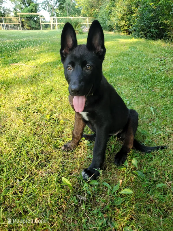 Luna – German Shepherd Dog puppy for sale in Hinckley, OH