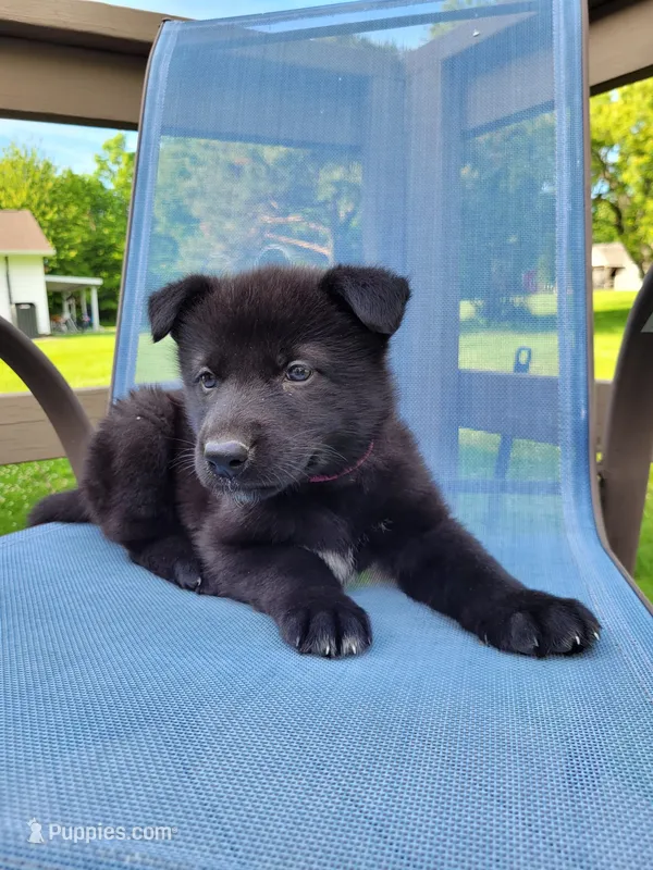 Freya – German Shepherd Dog puppy for sale in Hinckley, OH
