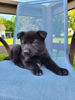Freya, a female German Shepherd Dog for sale in Hinckley, OH – 1 of 7